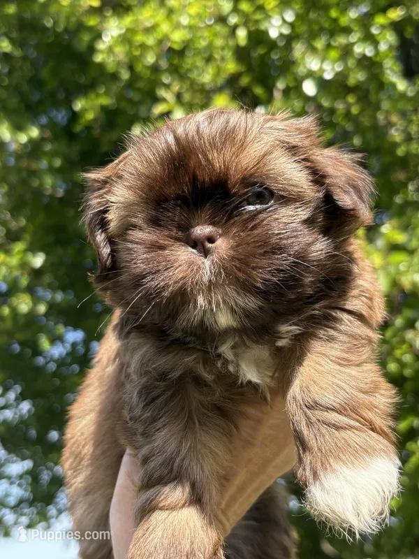 Trixie-CKC – Shih Tzu puppy for sale in Suffolk, VA