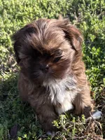 Trixie-CKC, a female Shih Tzu for sale in Suffolk, VA – Photo 2 of 2