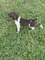 Liver/White GSP Male, a male German Shorthaired Pointer for sale in Suffolk, VA – 6 of 7