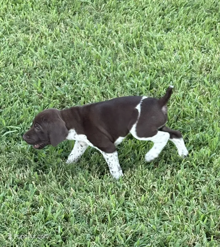 GSP Male – German Shorthaired Pointer puppy for sale in Suffolk, VA