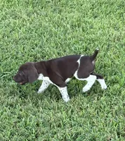 GSP Male, a male German Shorthaired Pointer for sale in Suffolk, VA – 1 of 10