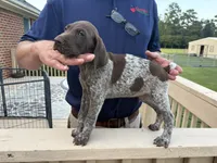 GSP Male, a male German Shorthaired Pointer for sale in Suffolk, VA – 6 of 7