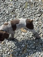 GSP FEMALE, a female German Shorthaired Pointer for sale in Suffolk, VA – 2 of 10