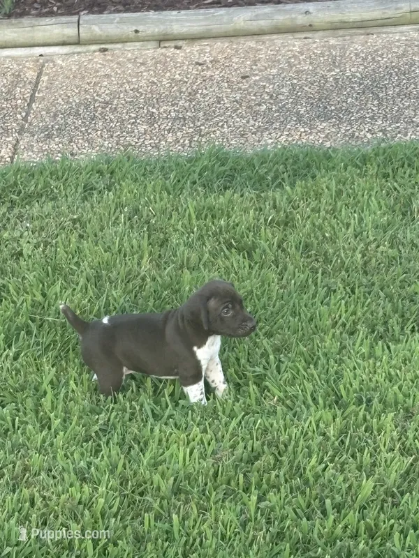 Male 2 – German Shorthaired Pointer puppy for sale in Suffolk, VA