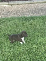 Male 2, a male German Shorthaired Pointer for sale in Suffolk, VA – 1 of 2
