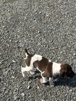 Liver/White GSP Female, a female German Shorthaired Pointer for sale in Suffolk, VA – 4 of 8