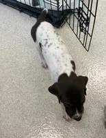 GSP Male, a male German Shorthaired Pointer for sale in Suffolk, VA – 5 of 6