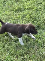 GSP Male, a male German Shorthaired Pointer for sale in Suffolk, VA – 5 of 10