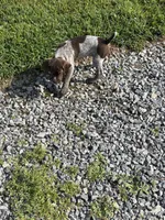 GSP FEMALE, a female German Shorthaired Pointer for sale in Suffolk, VA – 7 of 10