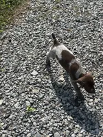 GSP FEMALE, a female German Shorthaired Pointer for sale in Suffolk, VA – 9 of 10