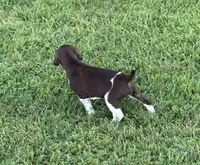 GSP Male, a male German Shorthaired Pointer for sale in Suffolk, VA – 3 of 10