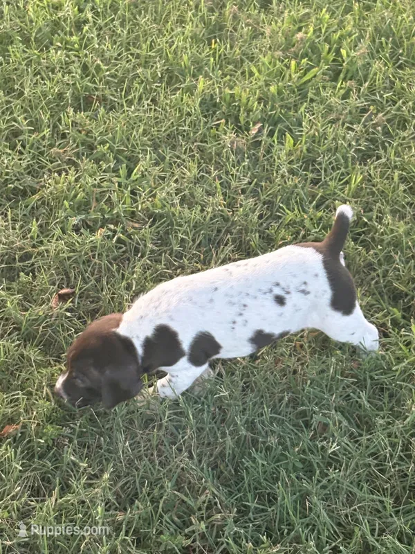 Male 1 – German Shorthaired Pointer puppy for sale in Suffolk, VA