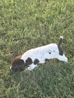 Male 1, a male German Shorthaired Pointer for sale in Suffolk, VA – 1 of 2