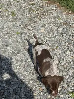 GSP FEMALE, a female German Shorthaired Pointer for sale in Suffolk, VA – 6 of 10