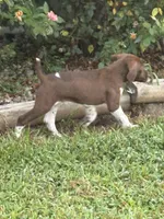 GSP Male, a male German Shorthaired Pointer for sale in Suffolk, VA – 8 of 10