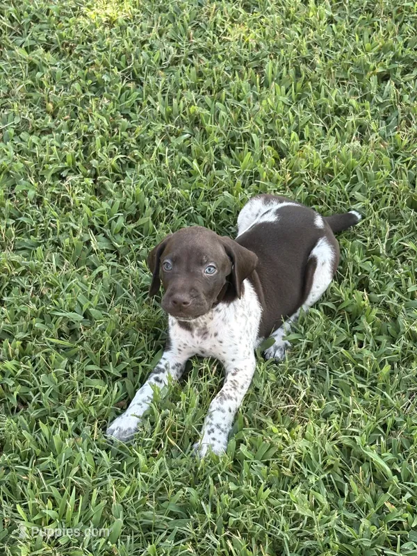 Liver/White GSP Male – German Shorthaired Pointer puppy for sale in Suffolk, VA