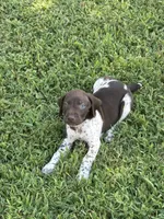 Liver/White GSP Male, a male German Shorthaired Pointer for sale in Suffolk, VA – 1 of 7