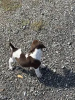 Liver/White GSP Female, a female German Shorthaired Pointer for sale in Suffolk, VA – 6 of 8