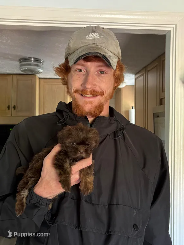 Minnie-CKC Imperial – Shih Tzu puppy for sale in Suffolk, VA