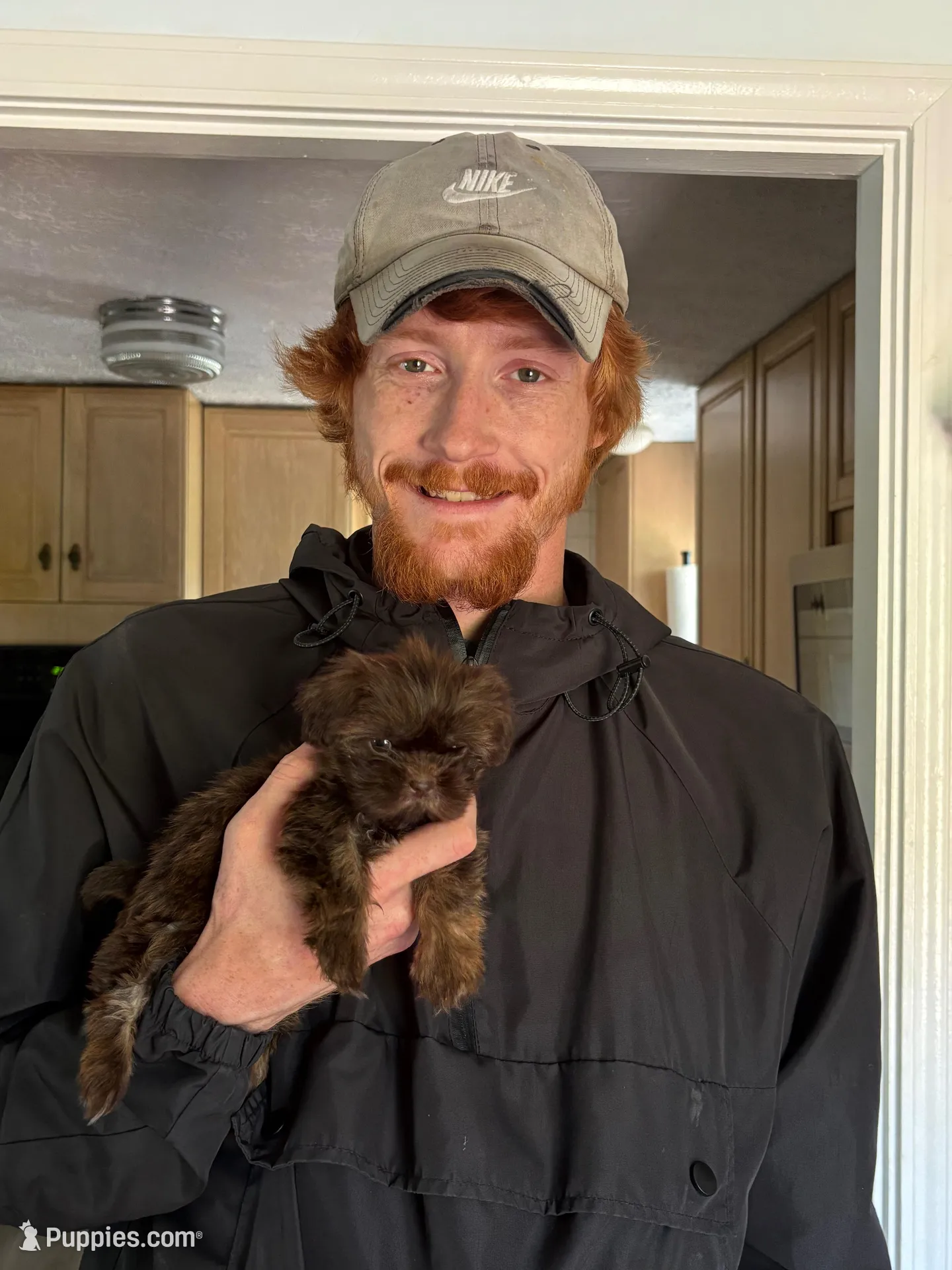 Minnie-CKC Imperial, a female Shih Tzu for sale in Suffolk, VA – Photo 1 of 10