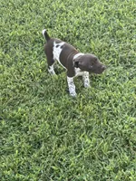 Liver/White GSP Male, a male German Shorthaired Pointer for sale in Suffolk, VA – 2 of 7
