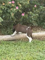 GSP Male, a male German Shorthaired Pointer for sale in Suffolk, VA – 7 of 10