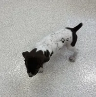 GSP Male, a male German Shorthaired Pointer for sale in Suffolk, VA – 6 of 6