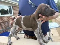 GSP Male, a male German Shorthaired Pointer for sale in Suffolk, VA – 4 of 7