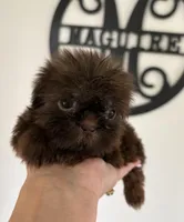 Minnie-CKC Imperial, a female Shih Tzu for sale in Suffolk, VA – Photo 4 of 4