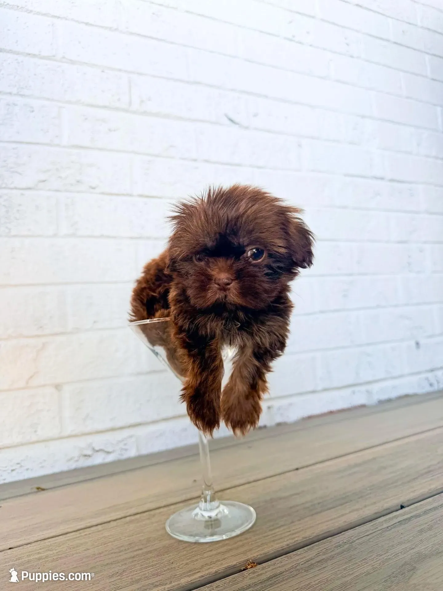 Minnie-CKC Imperial, a female Shih Tzu for sale in Suffolk, VA – Photo 9 of 10