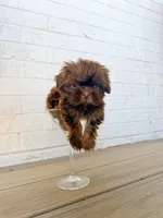 Minnie-CKC Imperial, a female Shih Tzu for sale in Suffolk, VA – Photo 10 of 10