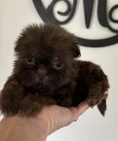 Minnie-CKC Imperial, a female Shih Tzu for sale in Suffolk, VA – Photo 2 of 4