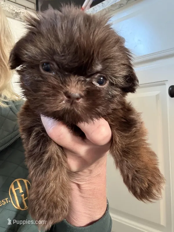 Minnie-CKC Imperial – Shih Tzu puppy on hold in Suffolk, VA