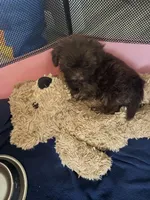 Minnie-CKC Imperial, a female Shih Tzu for sale in Suffolk, VA – Photo 2 of 10