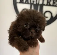 Minnie-CKC Imperial, a female Shih Tzu for sale in Suffolk, VA – Photo 3 of 4