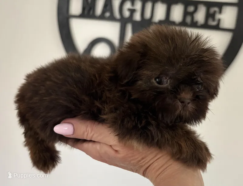 Minnie – Shih Tzu puppy for sale in Suffolk, VA