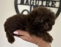 Minnie-CKC Imperial, a female Shih Tzu for sale in Suffolk, VA – Photo 1 of 4