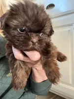 Minnie-CKC Imperial, a female Shih Tzu for sale in Suffolk, VA – Photo 4 of 10