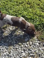 GSP FEMALE, a female German Shorthaired Pointer for sale in Suffolk, VA – 10 of 10
