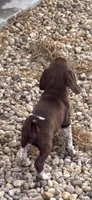 GSP Male, a male German Shorthaired Pointer for sale in Suffolk, VA – 6 of 10