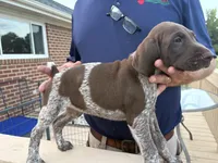 GSP Male, a male German Shorthaired Pointer for sale in Suffolk, VA – 3 of 7