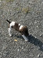 Liver/White GSP Female, a female German Shorthaired Pointer for sale in Suffolk, VA – 7 of 8