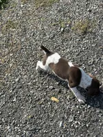 Liver/White GSP Female, a female German Shorthaired Pointer for sale in Suffolk, VA – 5 of 8