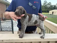 GSP Male, a male German Shorthaired Pointer for sale in Suffolk, VA – 7 of 7