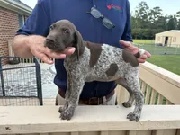 GSP Male, a male German Shorthaired Pointer for sale in Suffolk, VA – 2 of 7