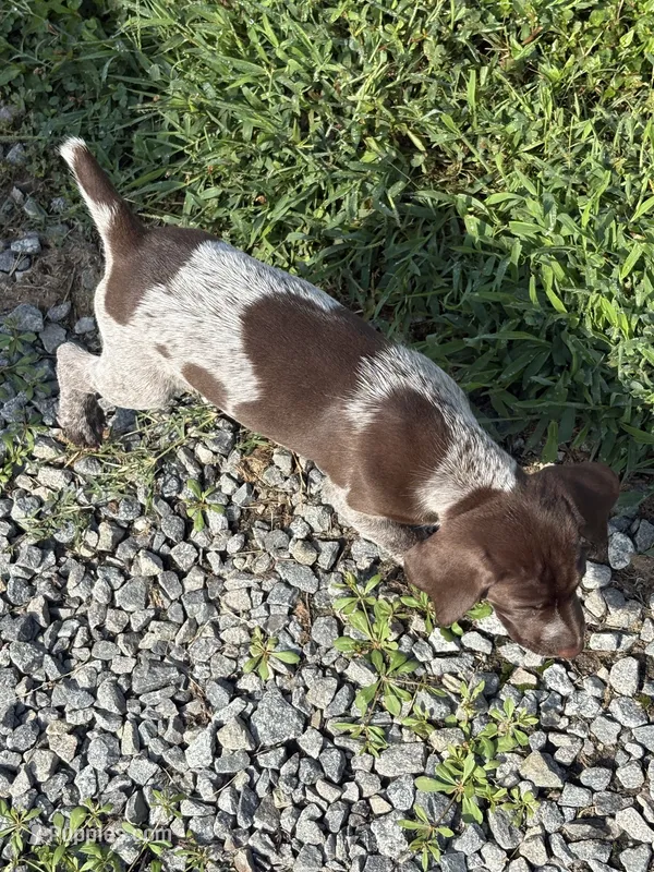 GSP FEMALE – German Shorthaired Pointer puppy for sale in Suffolk, VA