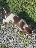 GSP FEMALE, a female German Shorthaired Pointer for sale in Suffolk, VA – 1 of 10