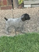 Male 3, a male German Shorthaired Pointer for sale in Suffolk, VA – 1 of 2