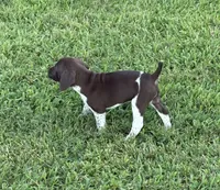 GSP Male, a male German Shorthaired Pointer for sale in Suffolk, VA – 2 of 10