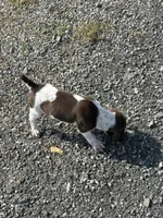 Liver/White GSP Female, a female German Shorthaired Pointer for sale in Suffolk, VA – 3 of 8